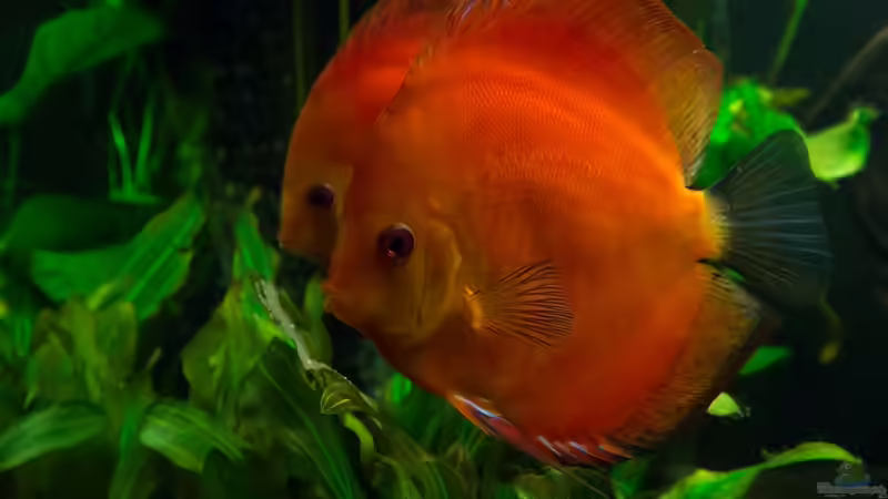 Das erste Pärchen kurz nach der Eiablage 08.02.2014 von Finch (15)