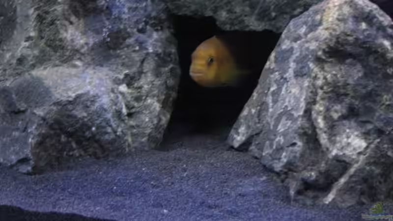 Das erste Revier in Beschlag genommen! von Florian Bandhauer (38)