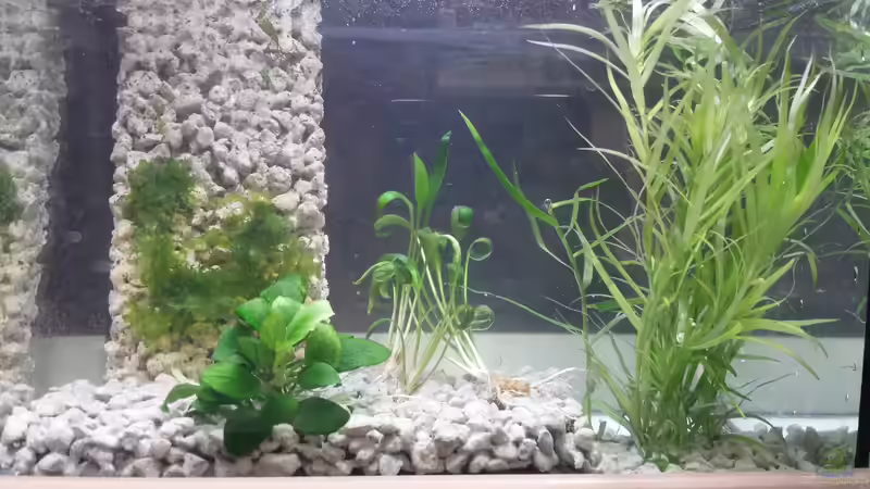 Das erste Set-Up des Beckens im November 2014. von ogra (2)