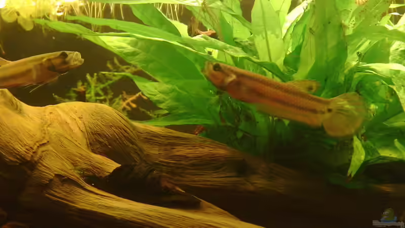 Das erste sich ausfärbende Böckchen von Heiko Bischof (24)