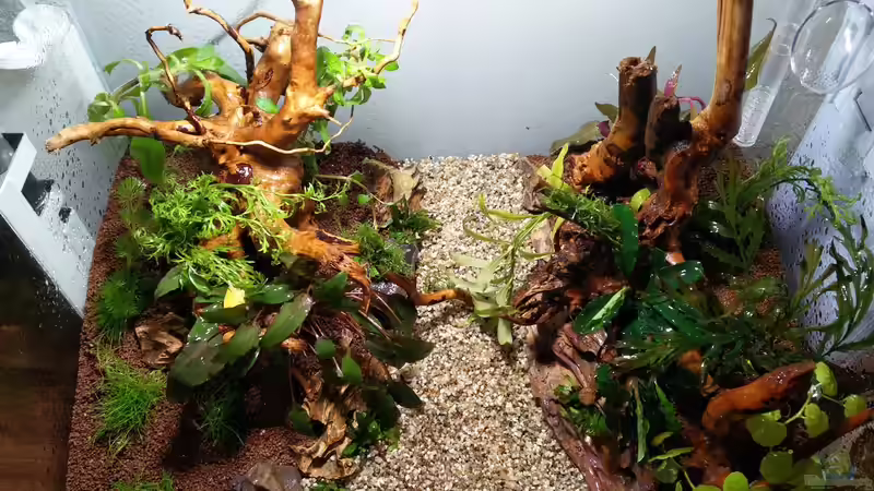 Das erste Softscape mit Bepflanzung von Solvin (19)