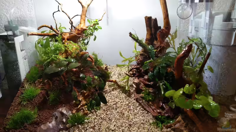 Das erste Softscape mit Bepflanzung von Solvin (20)