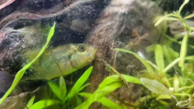 Das erste trachtige Haplochromis Aenecolor Weibchen :) sieht nach viel aus  von Sven Schaefer (16)