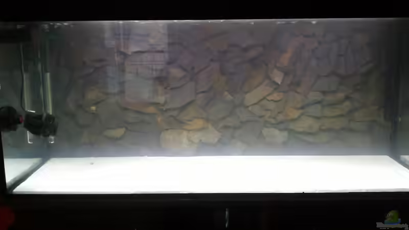 Das erste Wässern von Ferolikum (8)