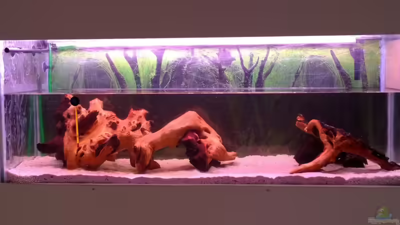 Das erste Wasser ist drin... auch die Wrzeln dürfen schon mal  in Wasser baden von Hans-Walter Bandt (9)