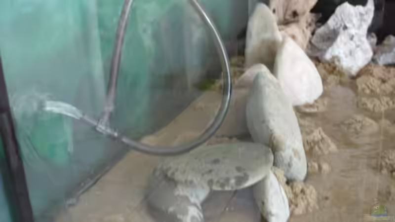 das erste Wasser wird eingefüllt von Renè Rupf (13)