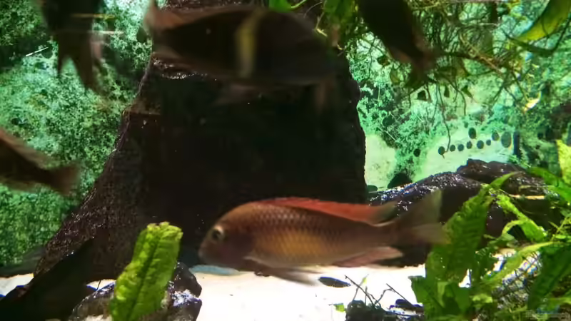 Das etwas andere Tropheus-Aquarium...