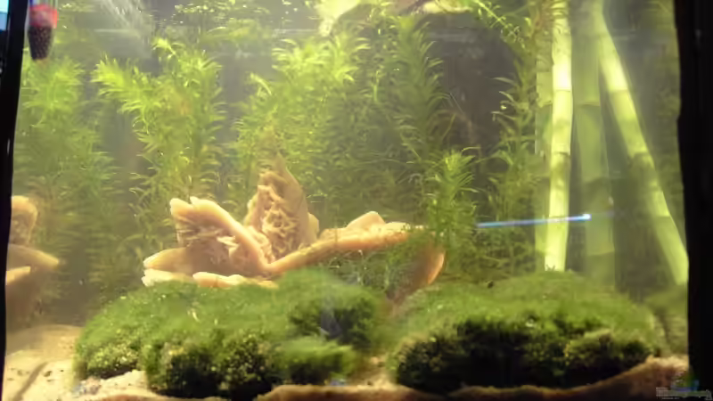 Das Experiment von Lorenz Graf (1)