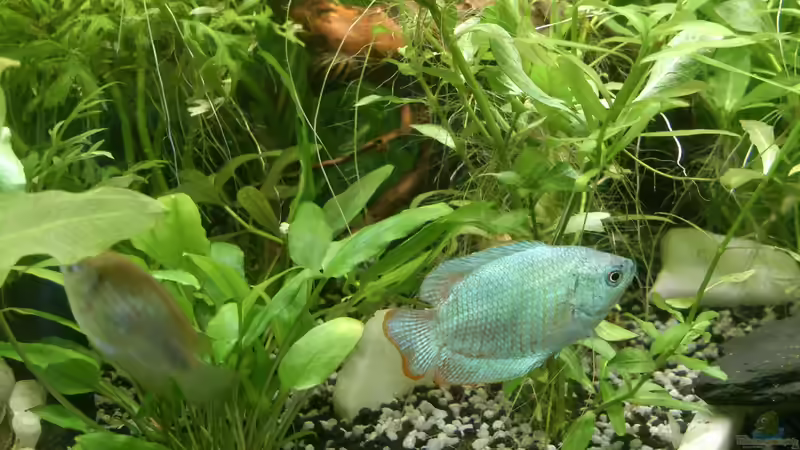 Das Fadenfischpärchen von NonTakt (3)