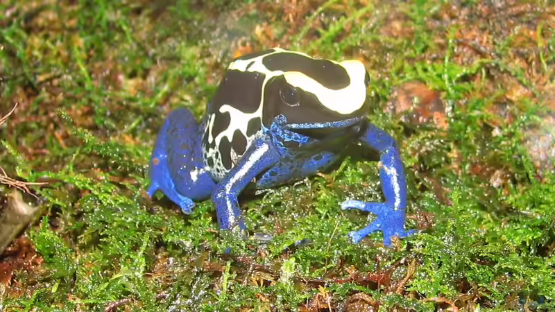 Das Faszinierende Bolivien im Terrarium: Eine Reise durch die exotische Welt der bolivianischen Fauna