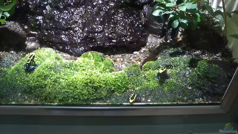 Das Faszinierende Universum des Vivariums: Eine Reise durch die Geheimnisse der Unterwasserwelten