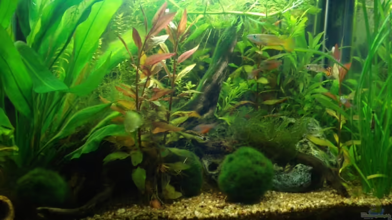 Das fertig eingerichtete Aquarium von lunimami (1)