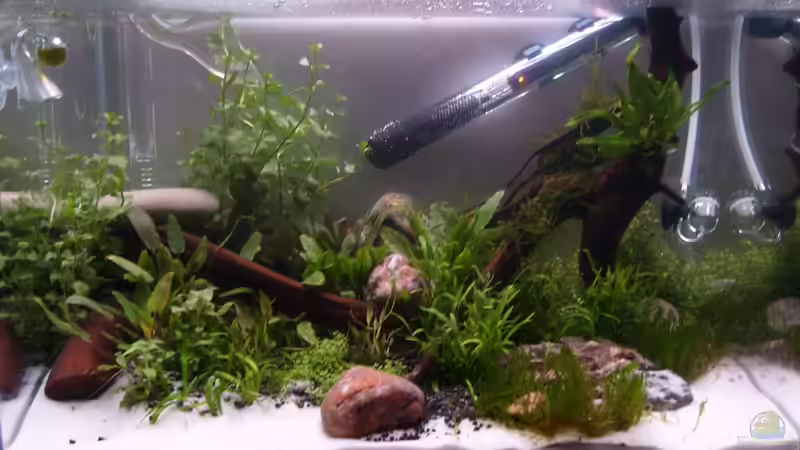 Das fertige Becken (1. Woche), Steine noch zum Beschweren der Wurzeln, Heizung noch von tsmeey (5)