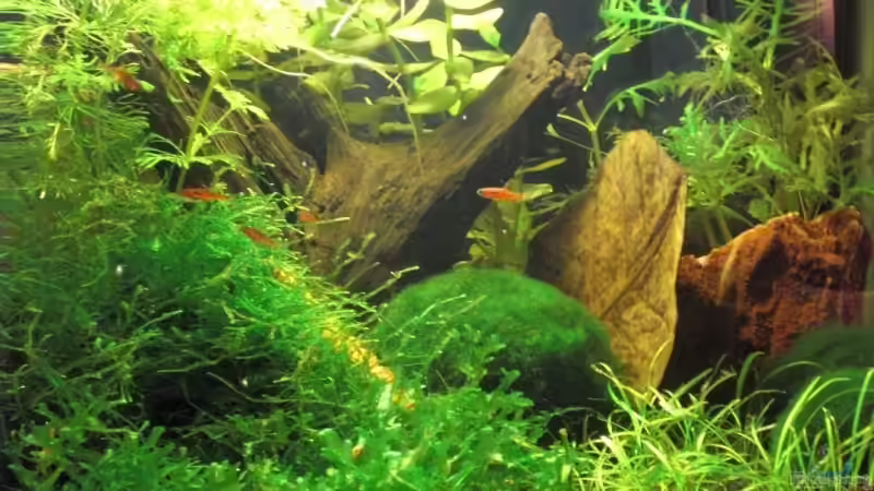 das fertige Garnelenbecken von Malawi TOM (1)