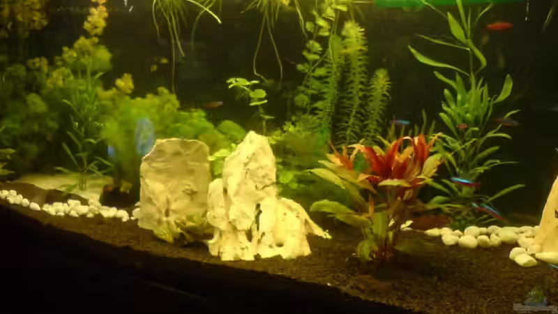 Das Feuchtbiotop im Ganzen von Jan Wilhelm (1)