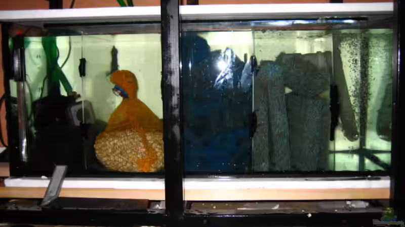 Das Filterbecken 240 lieter ... sind jetzt mehr Filtermiedien drin .... von Andre Herzog (9)