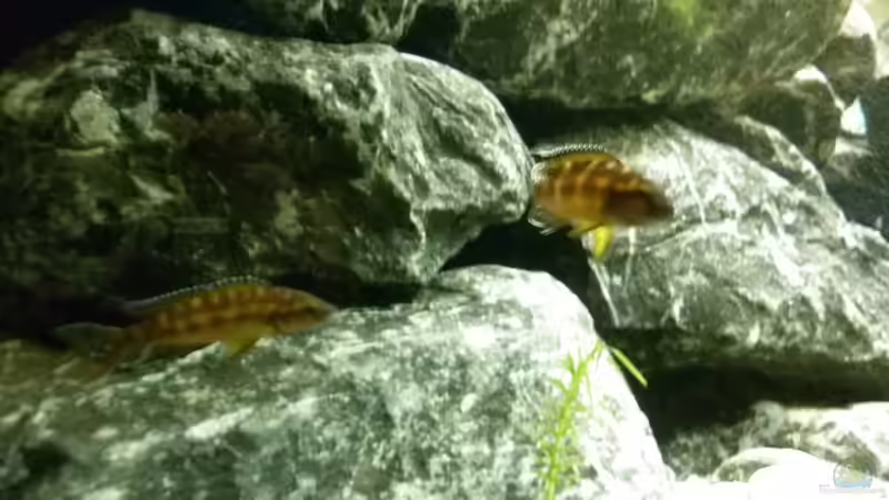 Das finale Pärchen von Julien Preuß (23)