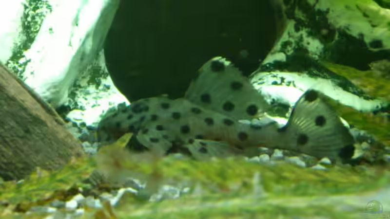 Das Frauchen kommt auch schon zur Inspektion von Stephan Groß (29)