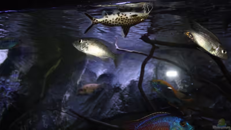 Das Futter lässt sich niemand entgehen  von Tobias Summerer (65)