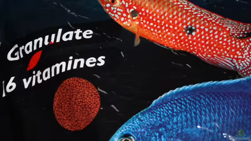 Das Futter wurde auch umgestellt zu dem üblichen Frost sowie Lebendfutter gibts jetzt nur noch die Sorte, AQUATIC NATURE GRANULAT von Florian Bandhauer (41)