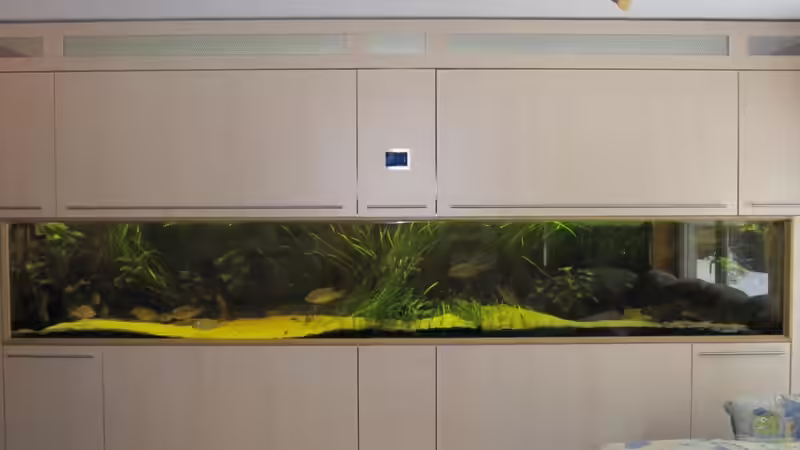 das ganze Aquarium, leider spiegelt es sich von Barbara Langenberger (6)