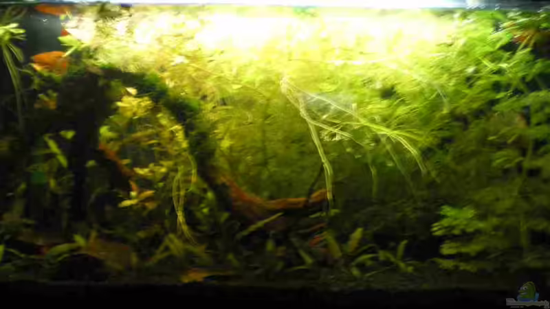 das Ganze Aquarium im ??berblick