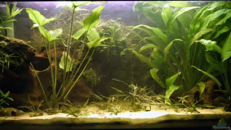 Das ganze Aquarium von Juliane Schmidt (1)