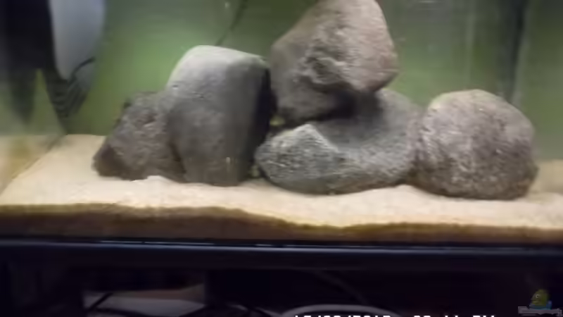 Das ganze Becken von Cichlidenfan (2)