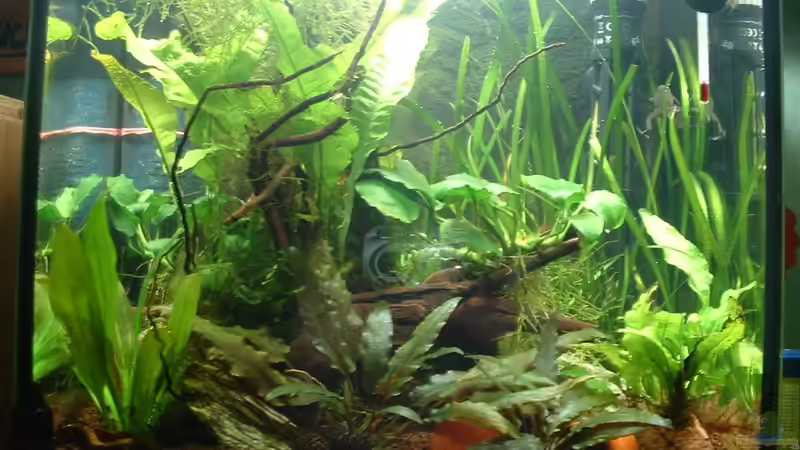 das ganze Becken von Herzilein (6)