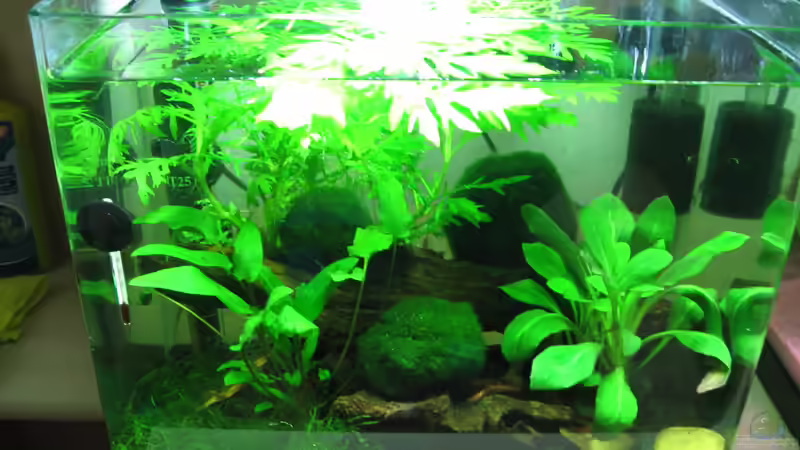 Das ganze Becken von Patrick Schuler (4)