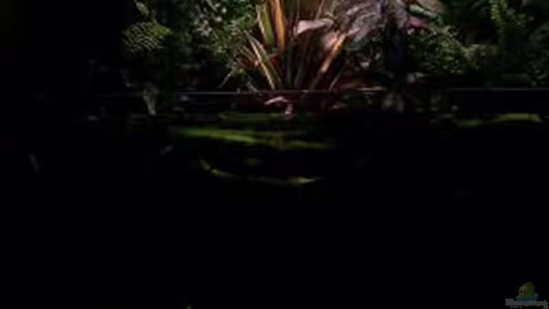 Das ganze Paludarium. von Theo Heimann (1)