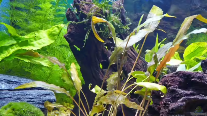 Das Garnelenhochhaus... von rupi99 (4)