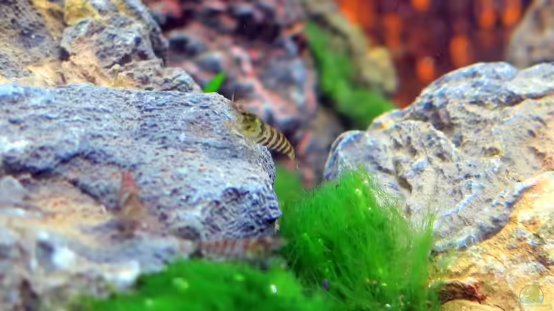 das ´Gebirge´ wird bestiegen von Supernova (24)