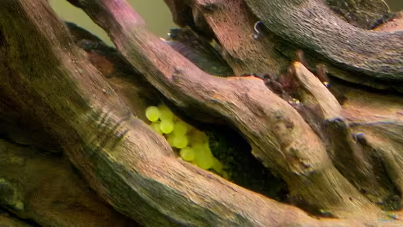 Das Gelege, mit Papa Antennenwels, einem Baby und den Eiern ;-))) von Alex Dihu (19)