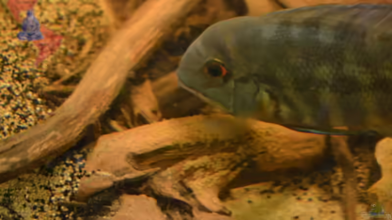 Das Gelege in Nahaufnahme. von GGuardiaNN (98)