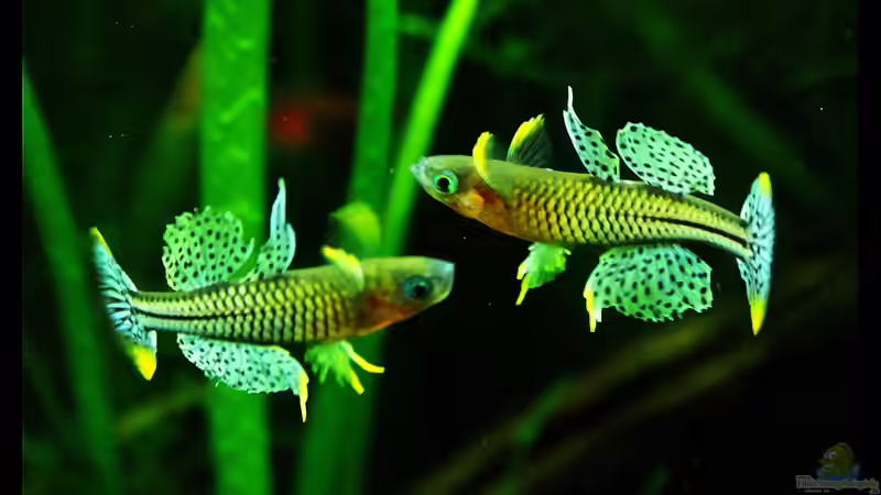 Das gepunktete Blauauge eine Augenweide aus Neuguinea !