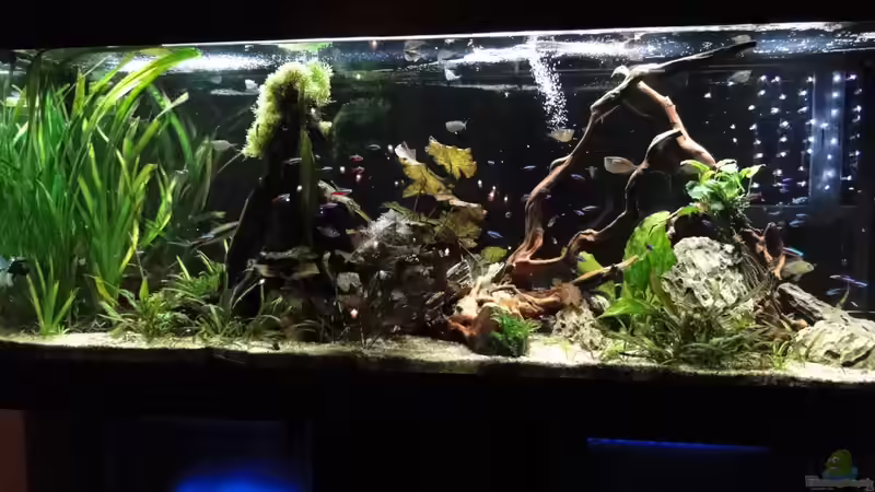 Das gesamt Becken nach dem Update von Kirschfleckjäger (5)