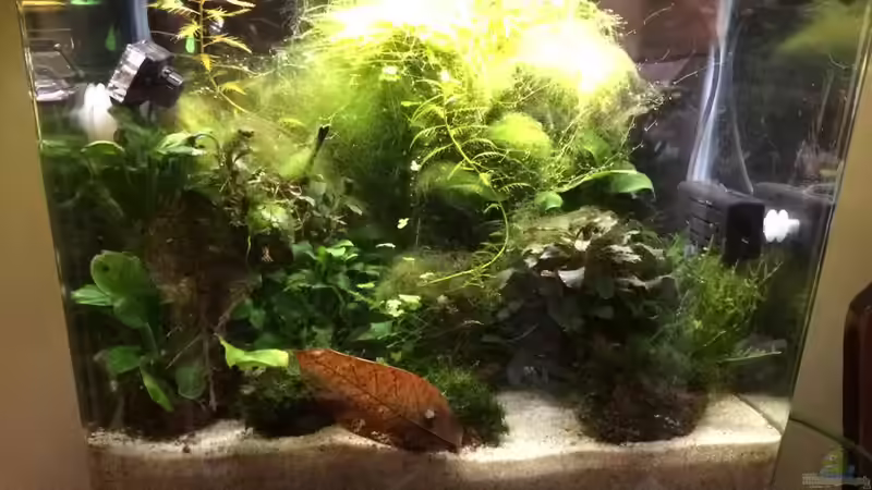 Das Gesamt-Bild wird besser! Der ´Krieg´ zwischen Pflanzen und Aquarium Fresher von Helga Kury (21)