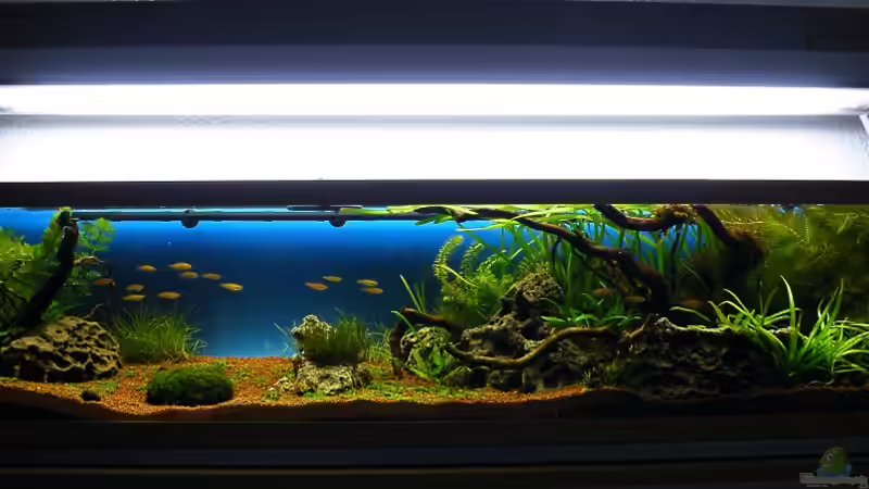 Das gesamte AQ nach Einlaufzeit von 4 Wochen - Dez 09 von bergfrau (3)