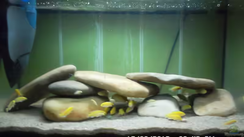 Das Gesamte Becken von Cichlidenfan (2)