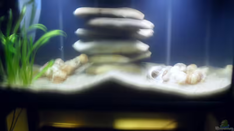 Das gesamte Becken! von Cichlidenfan (2)