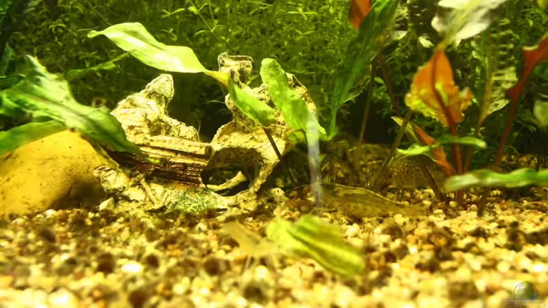 das gesunkene Wrack - der Hit bei den Kindern! von Andrea Rüter (8)