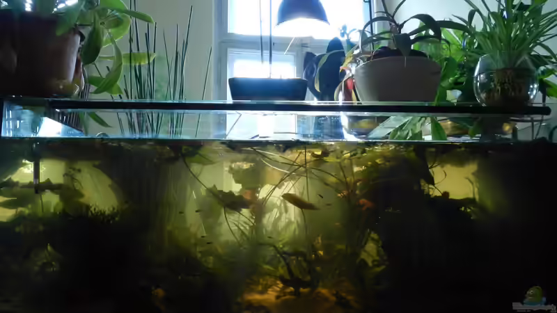 Das Gleichgewicht stellt sich nach dem Entfernen der Echinodorus peu á peu her. von miv (14)