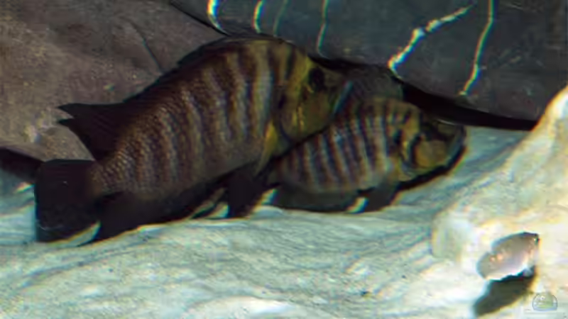 Das ´Golden Head´ Zuchtpaar - leider etwas ver-rauscht von Volker Hebestreit (11)