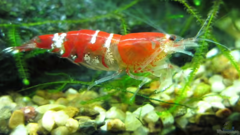 Das Gro??e 1 x 1 der Zwerggarnelenhaltung, oder wer passt zu wem ?