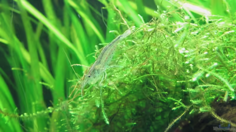 Das Gro??e 1 x 1 der Zwerggarnelenhaltung, oder wer passt zu wem ?