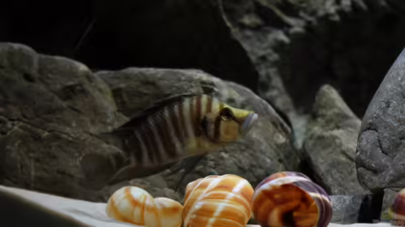 Das grössere Weibchen von Koehler (44)