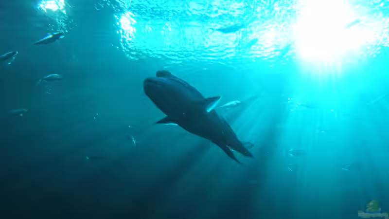 Das größte Aquarium der Welt: Georgia Aquarium