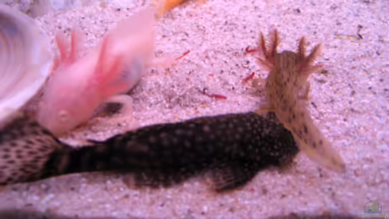 Das große Fressen - oder: Die kleinen Strolche :-) Mai 2009 von Una (8)