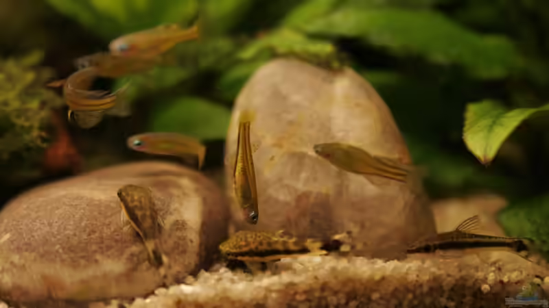 das große Fressen von Andrea Rüter (26)